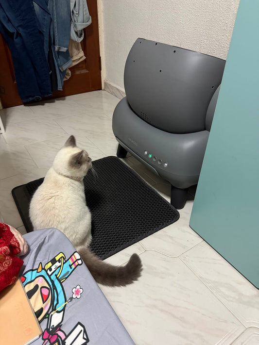 My Story and tips on how to get your cats to use your new self-cleaning tray